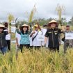 PANEN PERDANA - Bupati Guma, Jaya S. Monong didampingi Wabup, Efrensia LP Umbing, unsur Forkopimda atau mewakili dan Ketua TP PKK Gumas Ny Mimie Mariatie Jaya S Monong saat melakukan panen padi MSP 08, Selasa (28/02/2023) pagi. (FOTO: IST)