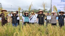 PANEN PERDANA - Bupati Guma, Jaya S. Monong didampingi Wabup, Efrensia LP Umbing, unsur Forkopimda atau mewakili dan Ketua TP PKK Gumas Ny Mimie Mariatie Jaya S Monong saat melakukan panen padi MSP 08, Selasa (28/02/2023) pagi. (FOTO: IST)