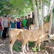 FOTO  : Penyerahan bantuan bibit ternak sapi kepada kelompok tani di Desa Pilang Munduk Kecamatan Kurun, Selasa 17 Oktober 2023.