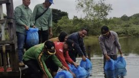 Anggota DPRD Gumas Untung Jaya Bangas (kemeja biru) menebarkan benih ikan papuyu 30 ribu ekor di Dam Sekata Kelurahan Tewah Kecamatan Tewah baru-baru ini.