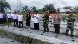 Pj Bupati Saiful, bersama unsur Forkopimda melakukan Penanaman Cabai di Kasongan