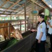 abid Peternakan Dispertan Gunung Mas Yuliana Elisabet bersama stafnya sedang melakukan pemeriksaan hewan di tempat potong hewan wilayah setempat, Rabu (05/06/2024).