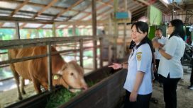 abid Peternakan Dispertan Gunung Mas Yuliana Elisabet bersama stafnya sedang melakukan pemeriksaan hewan di tempat potong hewan wilayah setempat, Rabu (05/06/2024).