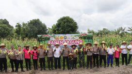 FOTO : Kapolres Katingan AKBP Chandra Ismawanto, didampingi Kepala Dusun Mutir, Waka Polres Katingan Kompol Uni Subiyanti saat panen Raya Jagung.