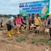 PANEN : Kapolres Gumas AKBP Heru Eko Wibowo bersama Ketua DPRD Binartha, Kepala Dinas Pertanian Aryantoni dan pihak terkait, melakukan panen jagung dengan metode tumpang sari, di Desa Tumbang Jalemu, Kecamatan Manuhing, Rabu, 14 Mei 2025.
