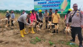 PANEN : Kapolres Gumas AKBP Heru Eko Wibowo bersama Ketua DPRD Binartha, Kepala Dinas Pertanian Aryantoni dan pihak terkait, melakukan panen jagung dengan metode tumpang sari, di Desa Tumbang Jalemu, Kecamatan Manuhing, Rabu, 14 Mei 2025.