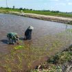 FOTO : Suasana Babinsa saat bersama petani di Kecamatan Katingan Kuala.
