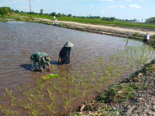 FOTO : Suasana Babinsa saat bersama petani di Kecamatan Katingan Kuala.
