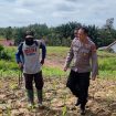 TINJAU : Kapolres Gumas AKBP Heru Eko Wibowo, S.I.K, M.H, didampingi KBO Sat Binmas Ipda Sabar Hari Siswanto, ketika meninjau perkembangan tanaman jagung, Rabu, 12 November 2025