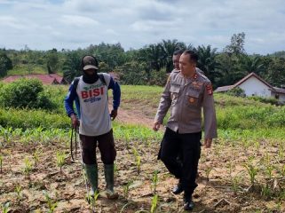 TINJAU : Kapolres Gumas AKBP Heru Eko Wibowo, S.I.K, M.H, didampingi KBO Sat Binmas Ipda Sabar Hari Siswanto, ketika meninjau perkembangan tanaman jagung, Rabu, 12 November 2025