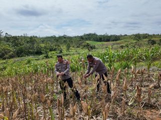 Kapolres Gumas AKBP Heru Eko Wibowo, S.I.K, M.H, bersama KBO Satuan Binmas Ipda Sabar Hari Siswanto saat mengecek kesiapan jagung hibrida yang akan segera dipanen, Kamis, 13 November 2025.