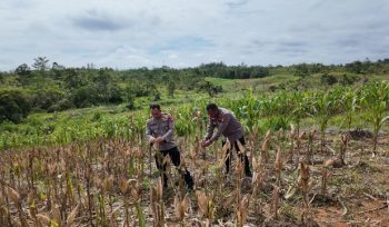 Kapolres Gumas AKBP Heru Eko Wibowo, S.I.K, M.H, bersama KBO Satuan Binmas Ipda Sabar Hari Siswanto saat mengecek kesiapan jagung hibrida yang akan segera dipanen, Kamis, 13 November 2025.
