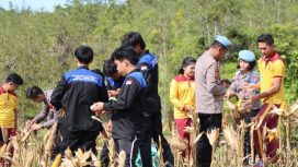 PANEN : Personel Polres Gunung Mas bersama pelajar setempat saat panen jagung di lahan seluas 1 hektare, Jumat, 14 November 2025.