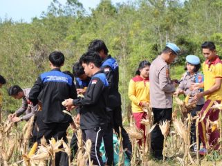 PANEN : Personel Polres Gunung Mas bersama pelajar setempat saat panen jagung di lahan seluas 1 hektare, Jumat, 14 November 2025.