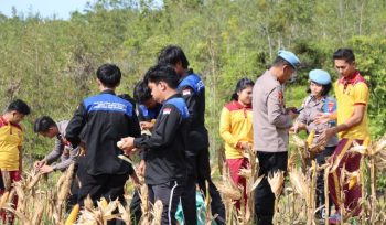 PANEN : Personel Polres Gunung Mas bersama pelajar setempat saat panen jagung di lahan seluas 1 hektare, Jumat, 14 November 2025.