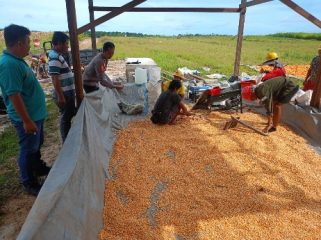 PANTAU : Personel Polsek Manuhing ketika pantau pengolahan hasil panen jagung, Rabu, 26 November 2025