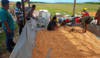 PANTAU : Personel Polsek Manuhing ketika pantau pengolahan hasil panen jagung, Rabu, 26 November 2025