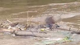FOTO : Kondisi Jenazah Korban saat tersangkut ranting-ranting di aliran sungai.