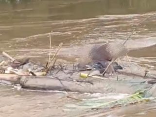 FOTO : Kondisi Jenazah Korban saat tersangkut ranting-ranting di aliran sungai.