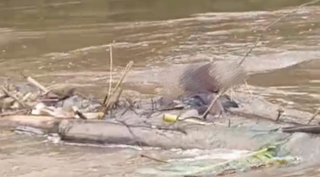 FOTO : Kondisi Jenazah Korban saat tersangkut ranting-ranting di aliran sungai.
