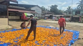JEMUR : Kapolsek Ipda Muhamad Helmi Hakim, S.H, bersama personel polsek, ketika menjemur hasil panen jagung hibrida, di halaman mapolres setempat, Sabtu, 7 Februari 2026.