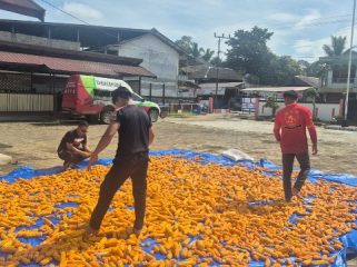 JEMUR : Kapolsek Ipda Muhamad Helmi Hakim, S.H, bersama personel polsek, ketika menjemur hasil panen jagung hibrida, di halaman mapolres setempat, Sabtu, 7 Februari 2026.