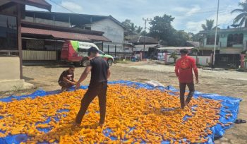 JEMUR : Kapolsek Ipda Muhamad Helmi Hakim, S.H, bersama personel polsek, ketika menjemur hasil panen jagung hibrida, di halaman mapolres setempat, Sabtu, 7 Februari 2026.