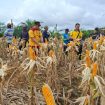 PANEN : Suasana panen jagung hibrida kuartal I, di lahan Poktan Sumber Barokah, Desa Belawan Mulia, Kecamatan Manuhing, Jumat, 13 Februari 2026