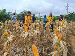 PANEN : Suasana panen jagung hibrida kuartal I, di lahan Poktan Sumber Barokah, Desa Belawan Mulia, Kecamatan Manuhing, Jumat, 13 Februari 2026