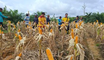 PANEN : Suasana panen jagung hibrida kuartal I, di lahan Poktan Sumber Barokah, Desa Belawan Mulia, Kecamatan Manuhing, Jumat, 13 Februari 2026