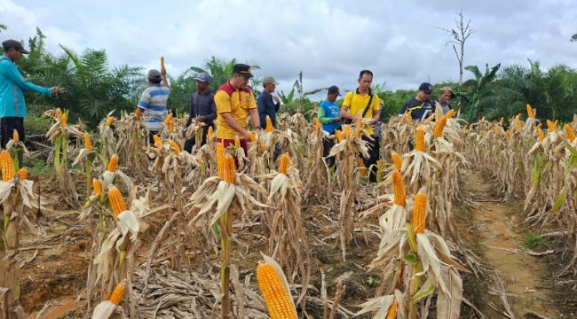 PANEN : Suasana panen jagung hibrida kuartal I, di lahan Poktan Sumber Barokah, Desa Belawan Mulia, Kecamatan Manuhing, Jumat, 13 Februari 2026