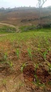 Tunas Jagung Polres Gunung Mas Tumbuh Subur di Lahan Dua Hektare