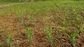 JAGUNG : Tanaman jagung yang ditanam di lahan milik Polres Gumas mulai tumbuh subur, Rabu, 25 Maret 2026.