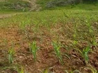 JAGUNG : Tanaman jagung yang ditanam di lahan milik Polres Gumas mulai tumbuh subur, Rabu, 25 Maret 2026.