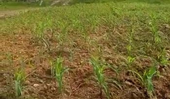 JAGUNG : Tanaman jagung yang ditanam di lahan milik Polres Gumas mulai tumbuh subur, Rabu, 25 Maret 2026.