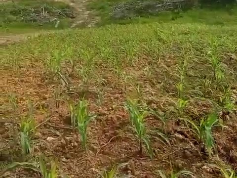 JAGUNG : Tanaman jagung yang ditanam di lahan milik Polres Gumas mulai tumbuh subur, Rabu, 25 Maret 2026.