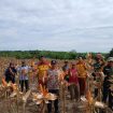 PANEN : Suasana panen jagung hibrida di lahan binaan Polri, Desa Bangun Sari, Kecamatan Manuhing, Jumat, 10 April 2026.