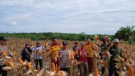 PANEN : Suasana panen jagung hibrida di lahan binaan Polri, Desa Bangun Sari, Kecamatan Manuhing, Jumat, 10 April 2026.
