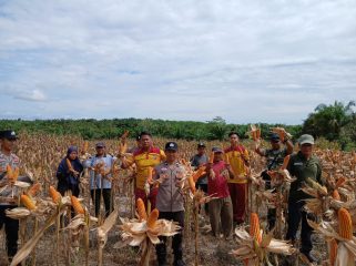 PANEN : Suasana panen jagung hibrida di lahan binaan Polri, Desa Bangun Sari, Kecamatan Manuhing, Jumat, 10 April 2026.