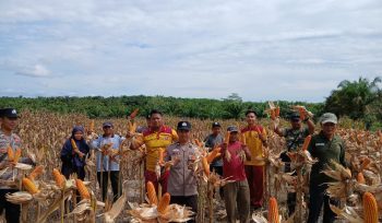 PANEN : Suasana panen jagung hibrida di lahan binaan Polri, Desa Bangun Sari, Kecamatan Manuhing, Jumat, 10 April 2026.