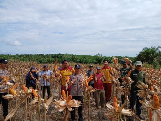 
					PANEN : Suasana panen jagung hibrida di lahan binaan Polri, Desa Bangun Sari, Kecamatan Manuhing, Jumat, 10 April 2026.