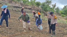TANAM JAGUNG : Sejumlah pihak terkait ketika melakukan penanaman jagung kuartal II tahun 2026, di lahan milik Kelompok Tani Saribumi, Kamis, 23 April 2026.