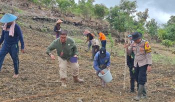 TANAM JAGUNG : Sejumlah pihak terkait ketika melakukan penanaman jagung kuartal II tahun 2026, di lahan milik Kelompok Tani Saribumi, Kamis, 23 April 2026.
