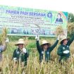 Bupati Murung Raya Heriyus SE Bersama Kepala Distanik Sri Karyawati serta dari perwakilan Polres Murung Raya melaksanakan Panen PAdi Bersama Uji Varietas Pagi Gogo