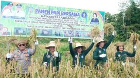 Bupati Murung Raya Heriyus SE Bersama Kepala Distanik Sri Karyawati serta dari perwakilan Polres Murung Raya melaksanakan Panen PAdi Bersama Uji Varietas Pagi Gogo