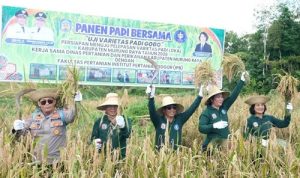 Bupati Optimis Varietas Padi Lokal Mampu Wujudkan Swasembada Pangan di Murung Raya