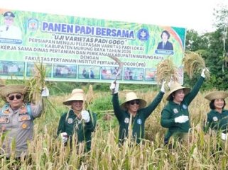 Bupati Murung Raya Heriyus SE Bersama Kepala Distanik Sri Karyawati serta dari perwakilan Polres Murung Raya melaksanakan Panen PAdi Bersama Uji Varietas Pagi Gogo