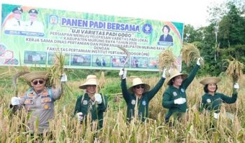 Bupati Murung Raya Heriyus SE Bersama Kepala Distanik Sri Karyawati serta dari perwakilan Polres Murung Raya melaksanakan Panen PAdi Bersama Uji Varietas Pagi Gogo