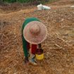 TANAM JAGUNG : Para petani ketika melaksanakan penanaman benih jagung varietas Garuda, Sabtu, 2 Mei 2026.