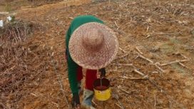 TANAM JAGUNG : Para petani ketika melaksanakan penanaman benih jagung varietas Garuda, Sabtu, 2 Mei 2026.